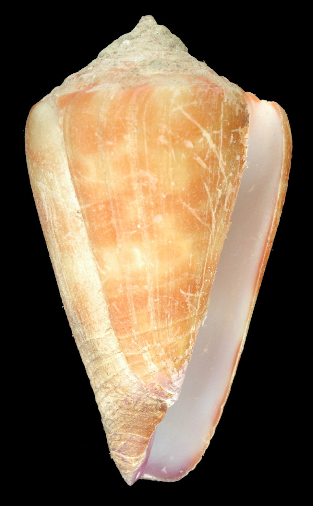 Conus Tessulatus Conus Tessulatus Picture Fish