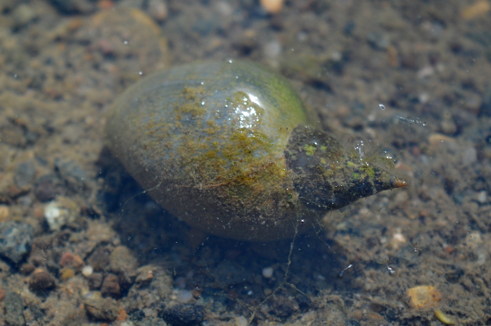 Или озерный (Lymnaea stagnalis) - Picture Fish