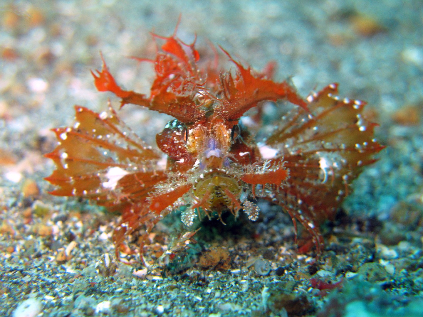 Ambon scorpionfish (Pteroidichthys amboinensis)