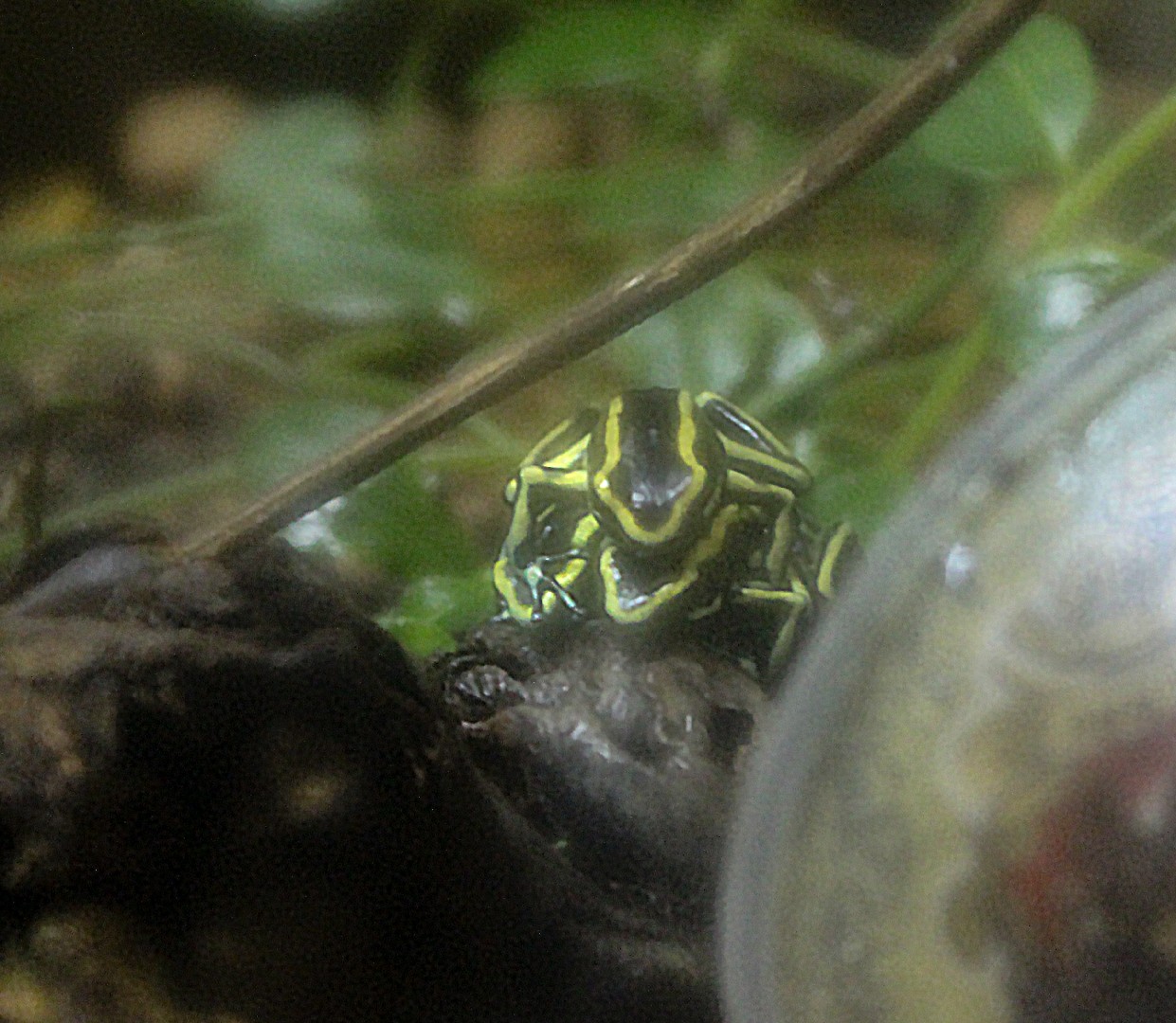 Poison dart frogs (Dendrobates)