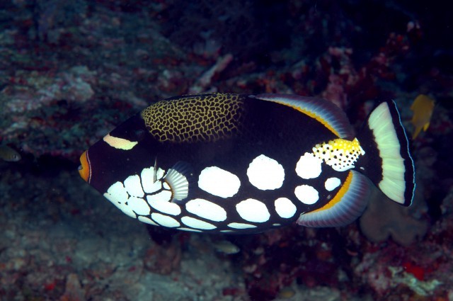 Leopard-drückerfisch (Balistoides conspicillum)