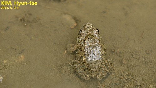 Imienpo station frog (Glandirana emeljanovi)