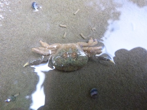 Big hand crab (Heterozius rotundifrons)