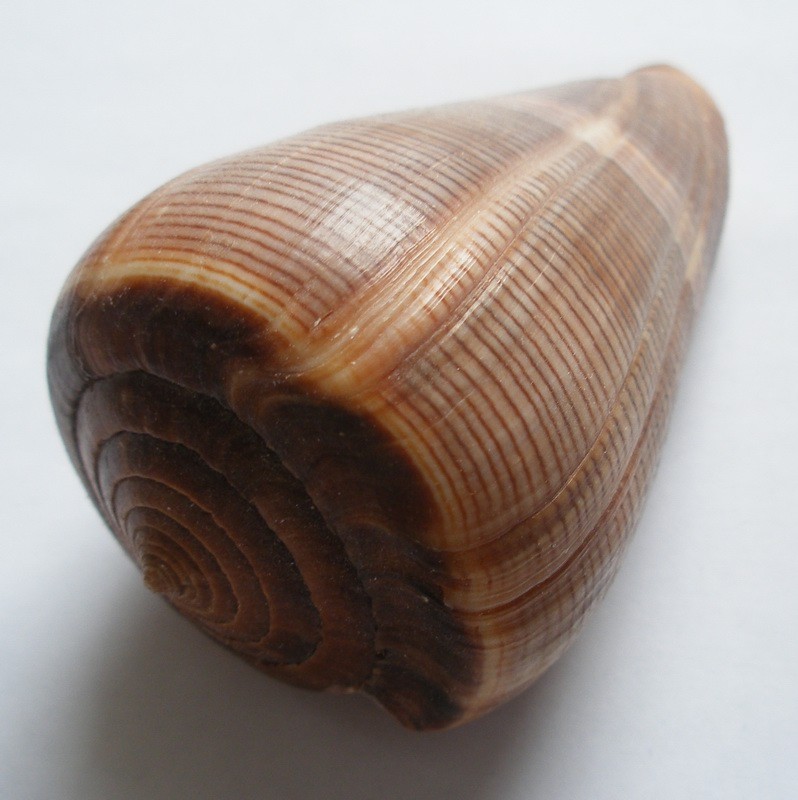Conus figulinus (Conus figulinus)