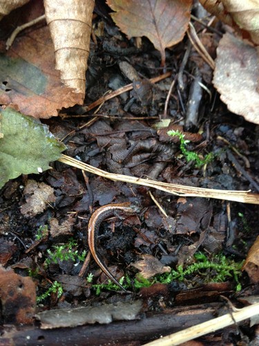 Salamandra de espalda roja (Plethodon cinereus)