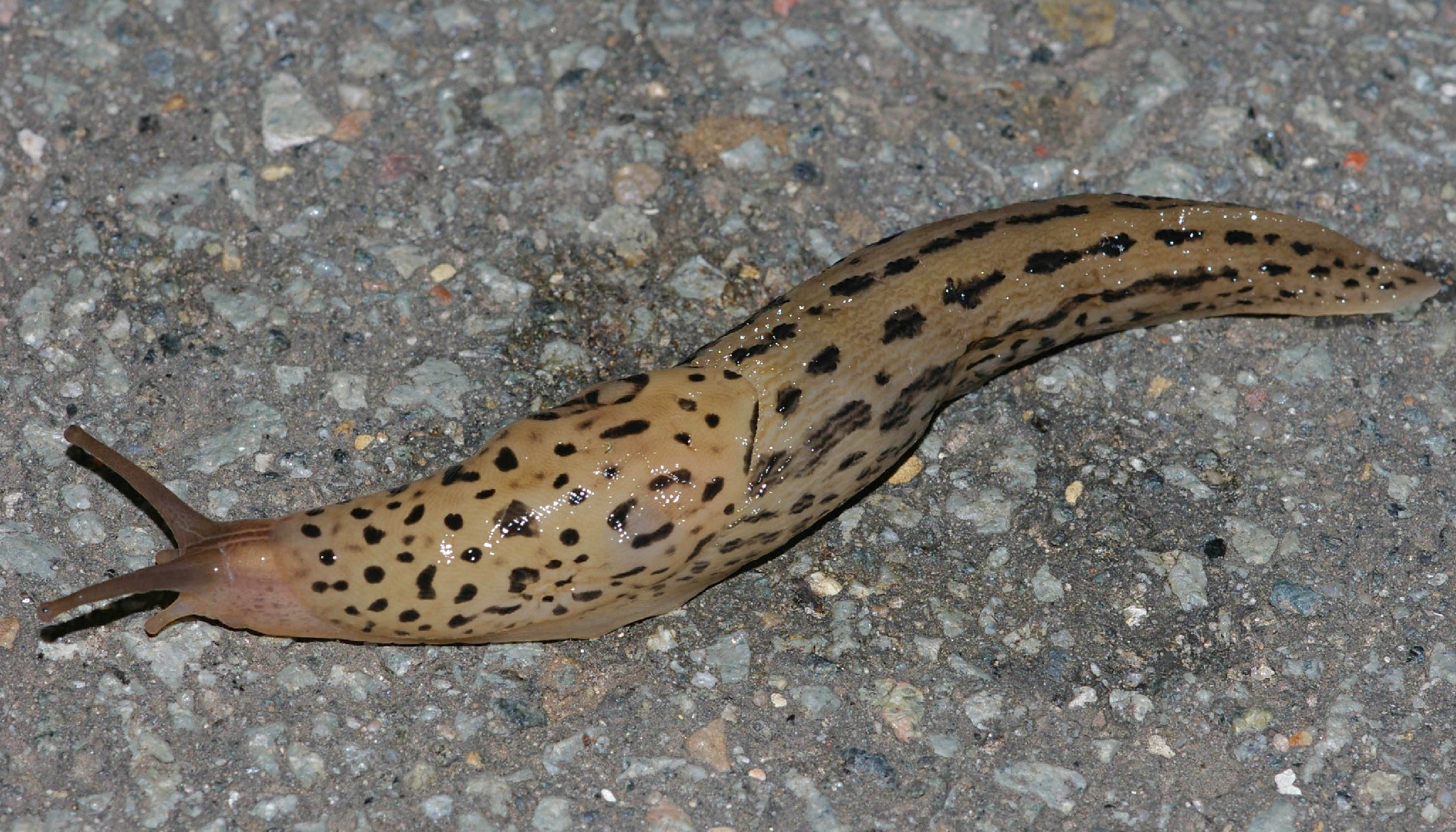 Garden slug (Limax)