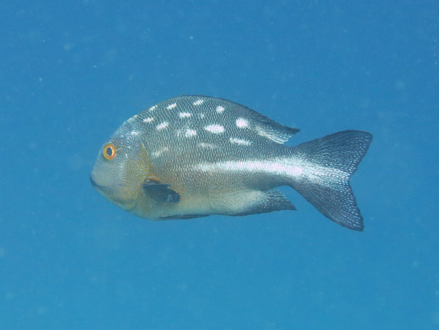 Pargo blanco y negro (Macolor macularis)