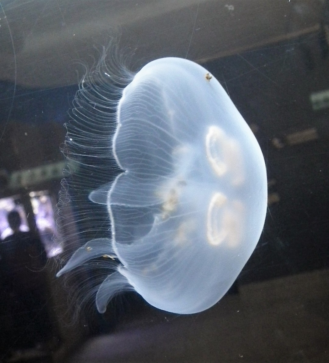 Moon jellies (Aurelia)