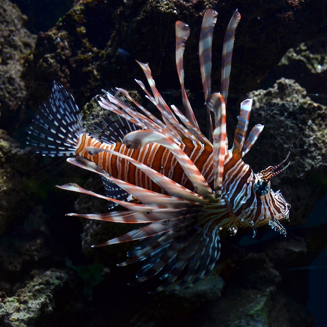 ハナミノカサゴ（花蓑笠子） (Pterois volitans)