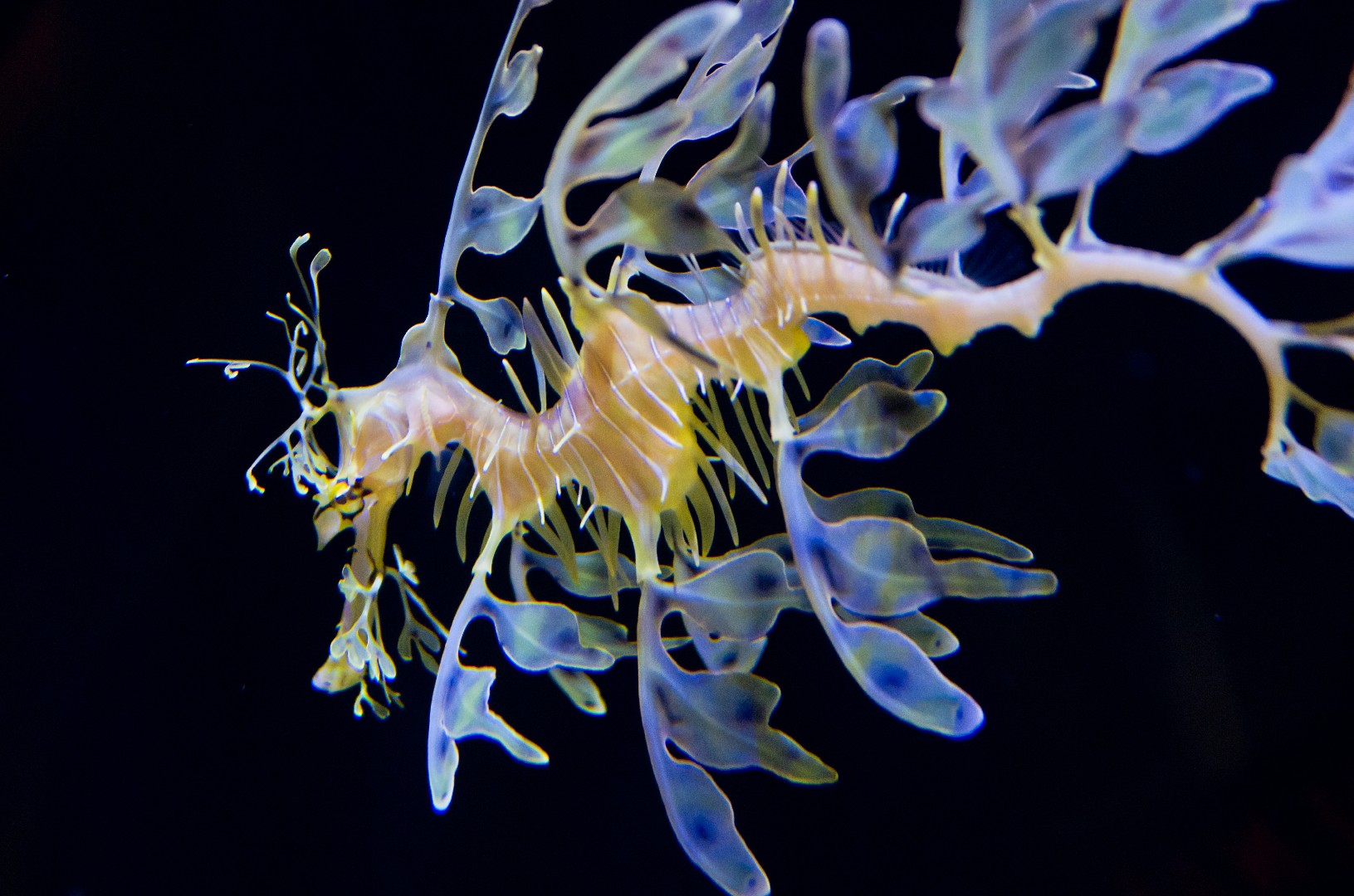 Leafy seadragon (Phycodurus eques)