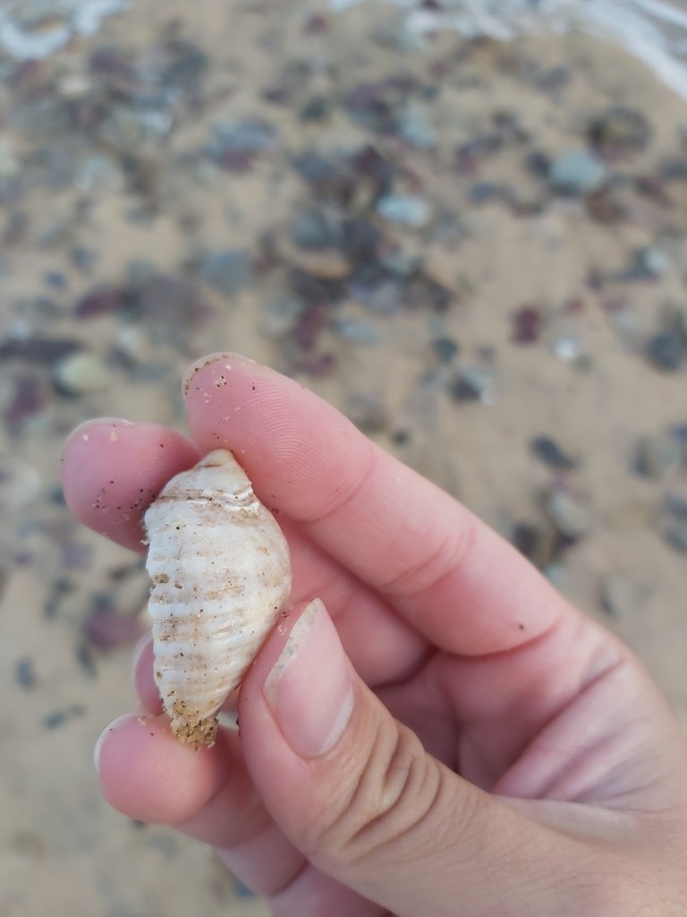 Dicathais orbita (Dicathais orbita)