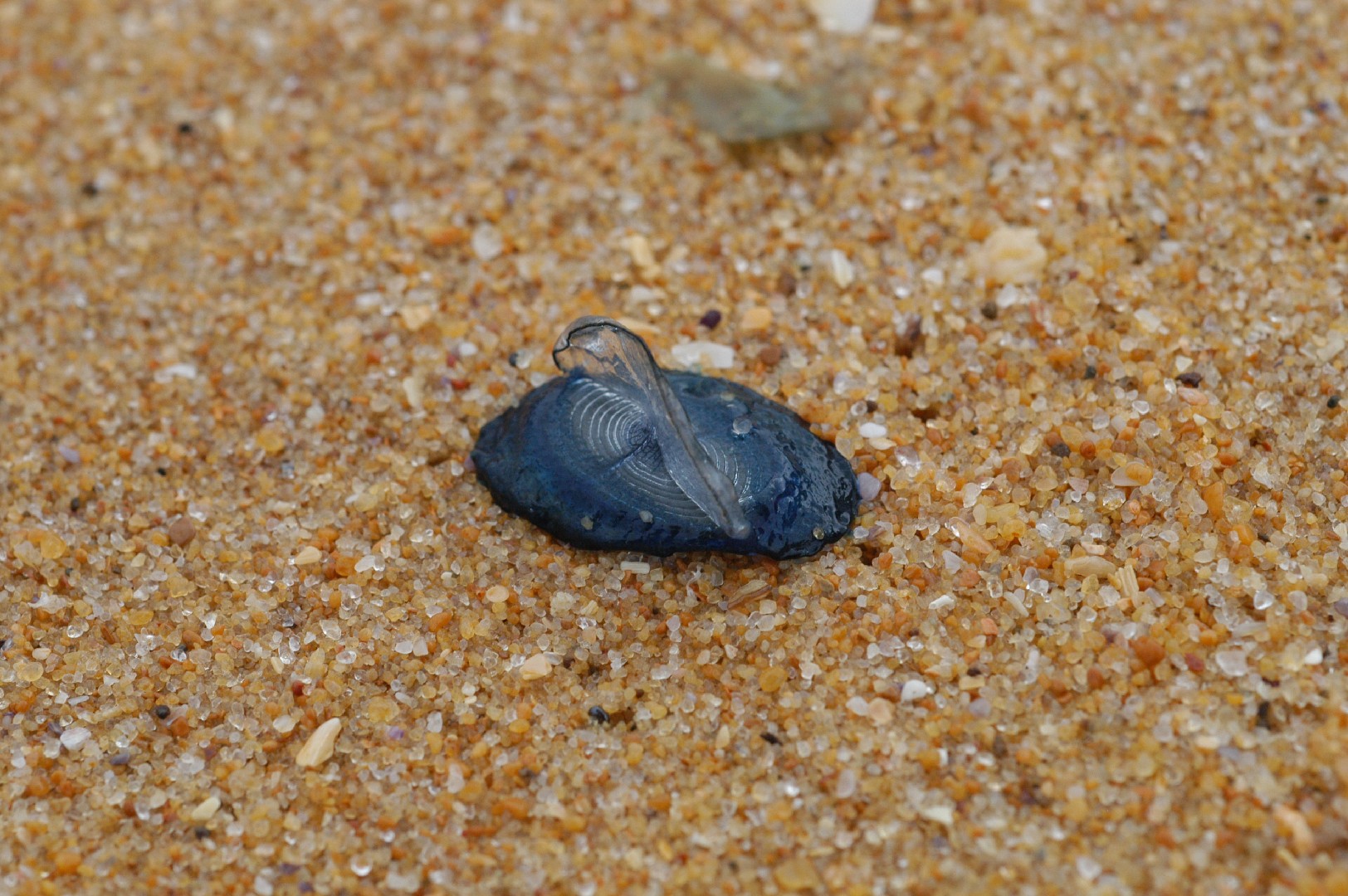 Vélelle (Velella velella)