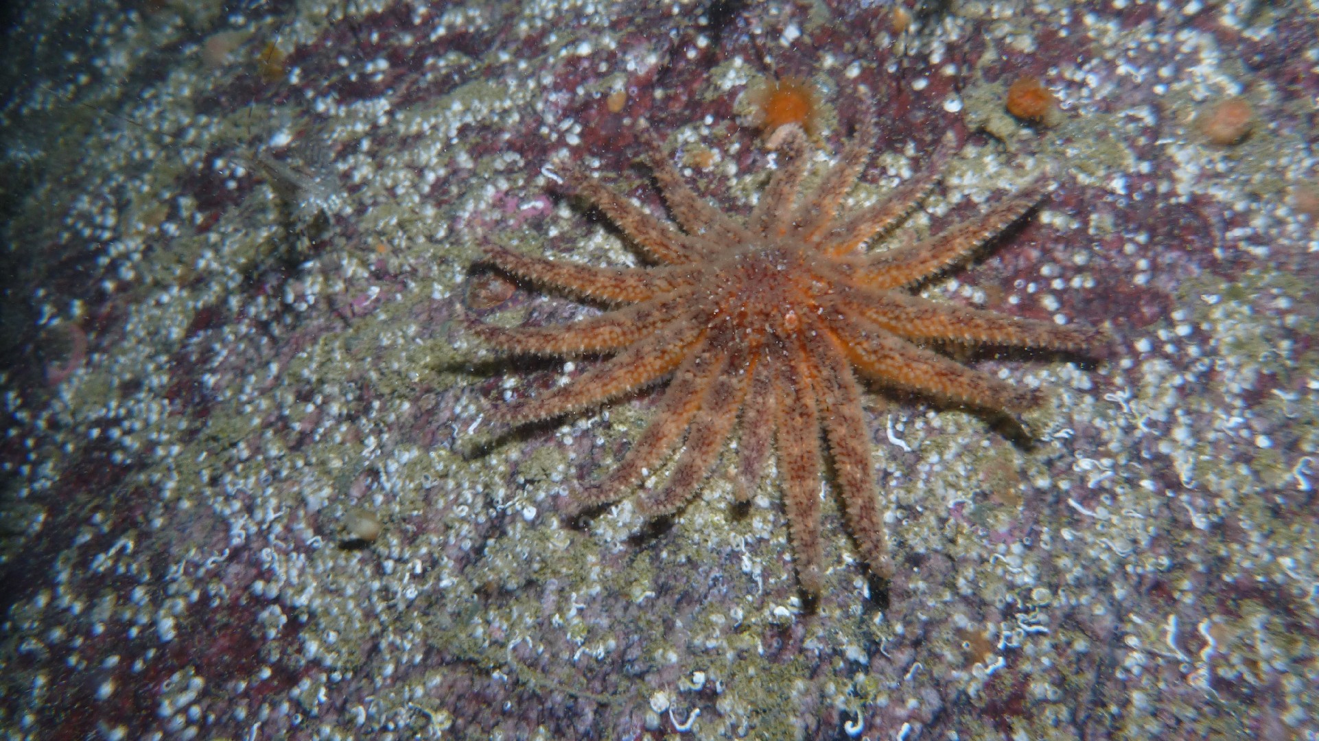 Sonnenblumen-seestern (Pycnopodia helianthoides)