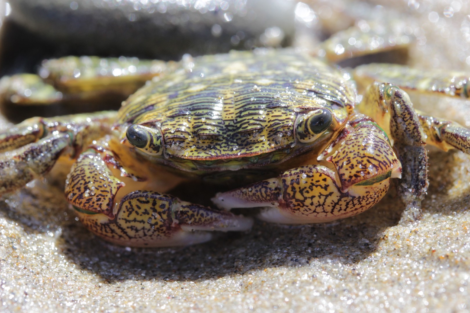 Small shore crabs (Pachygrapsus)