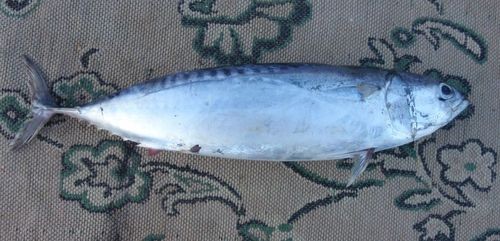 Bullet tuna (Auxis rochei)