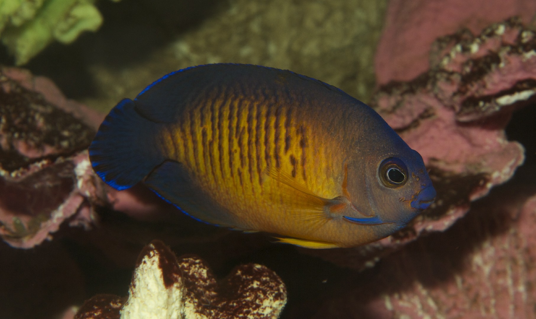 Dwarf angelfish (Centropyge)