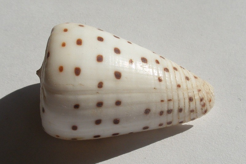 Conus eburneus (Conus eburneus)