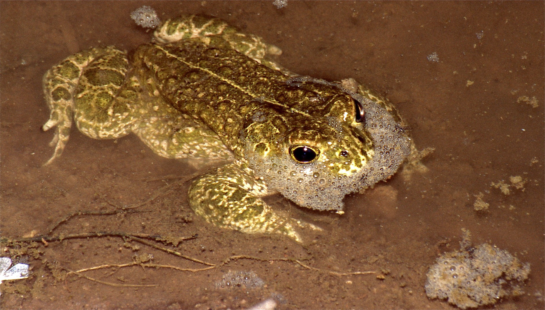 Natterjack toad (Epidalea)