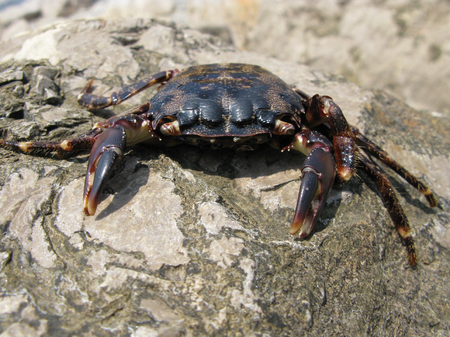 Marbled rock crab (Pachygrapsus marmoratus)