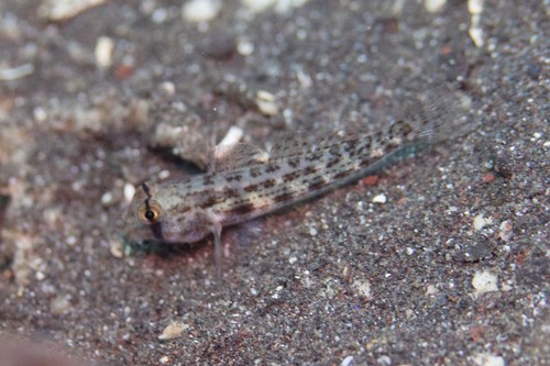 Gnatholepis (Gnatholepis)