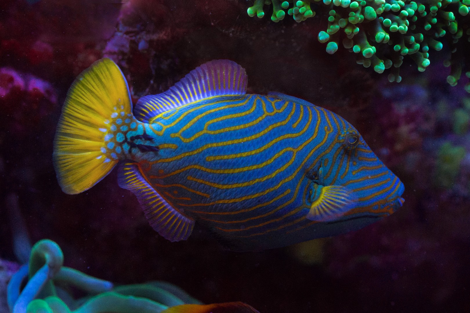 Orange-lined triggerfish (Balistapus)