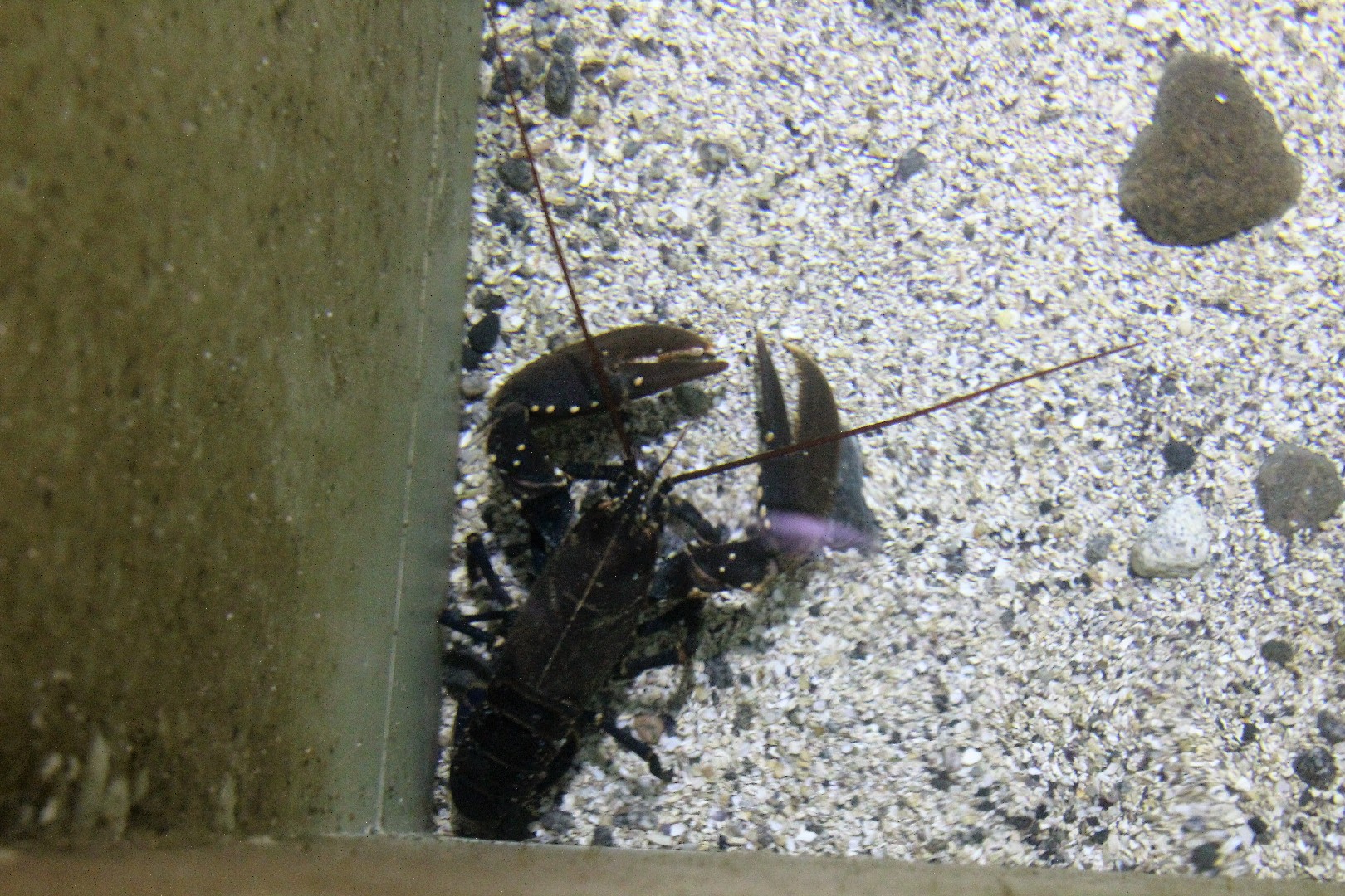 Homard européen (Homarus gammarus)