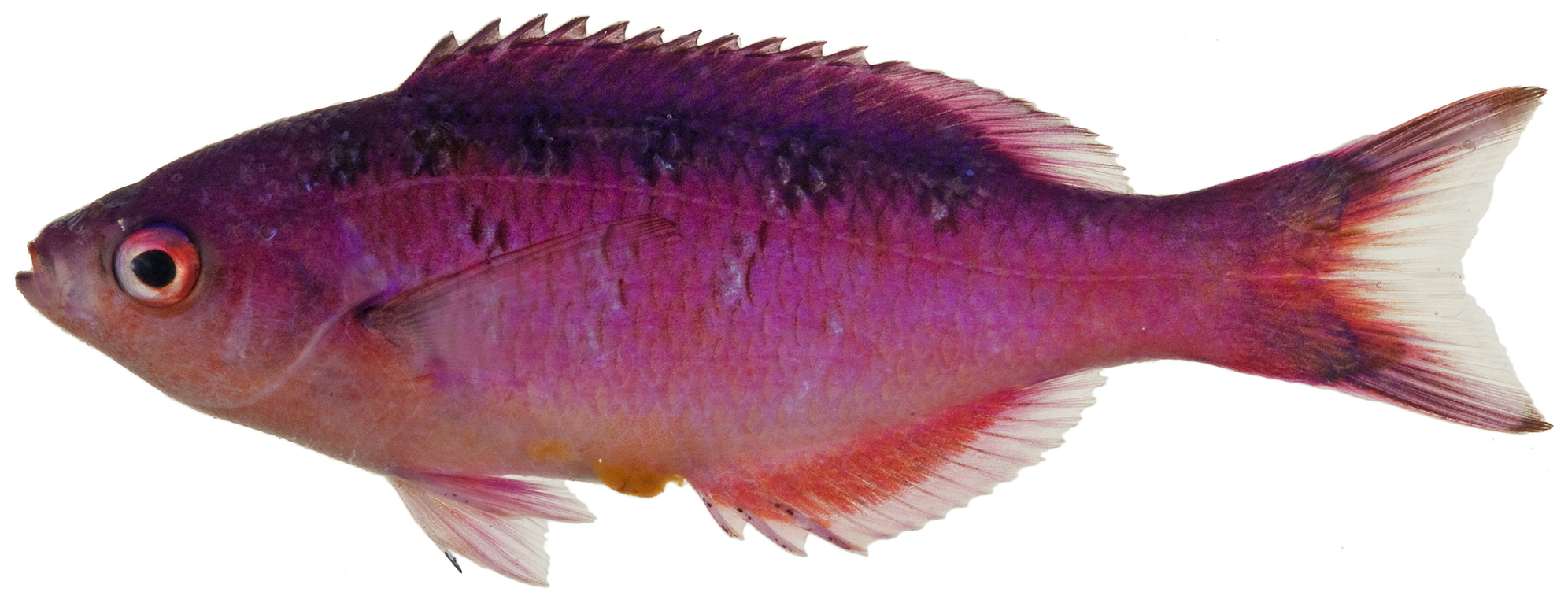 Kreolen-lippfisch (Clepticus parrae)