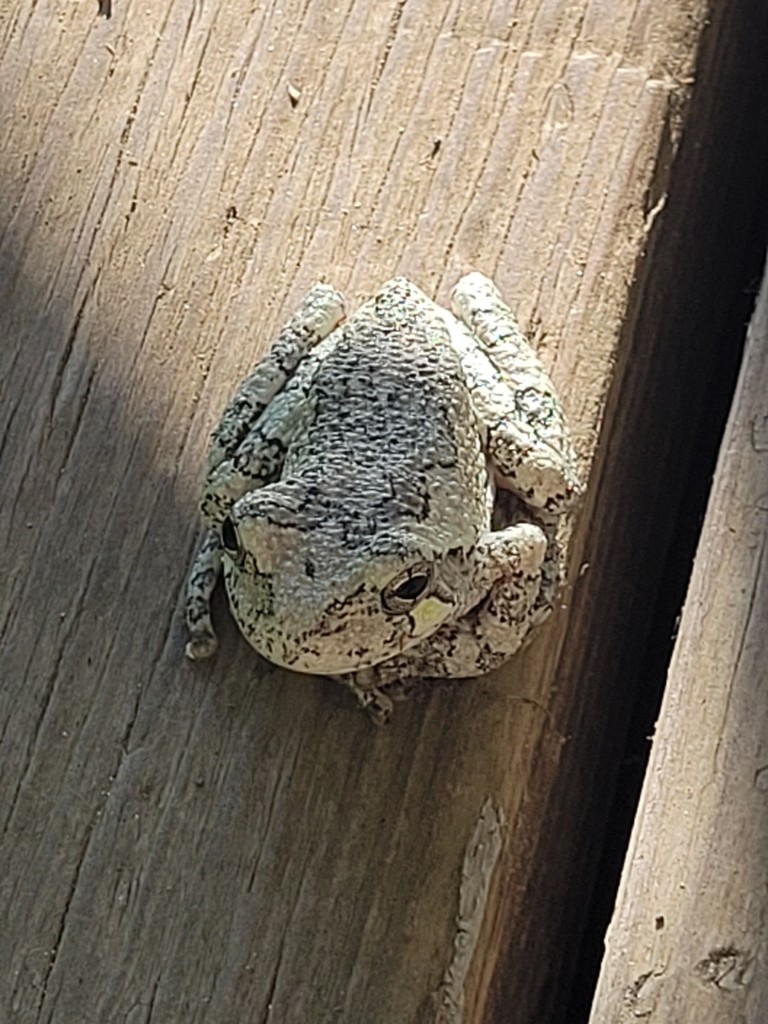 Rana arbórea gris (Hyla versicolor)