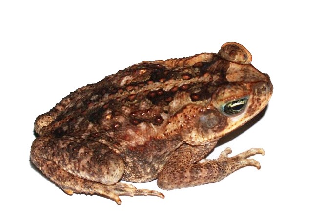 Central american toads (Incilius)