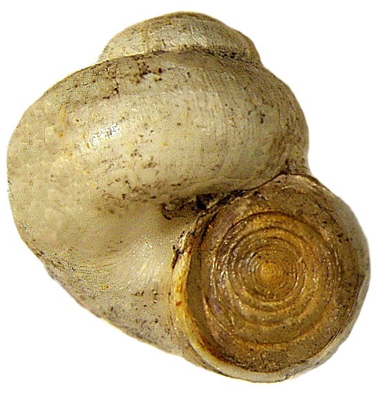 Valvata piscinalis (Valvata piscinalis)