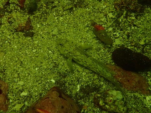 Barehead goby (Caffrogobius nudiceps)