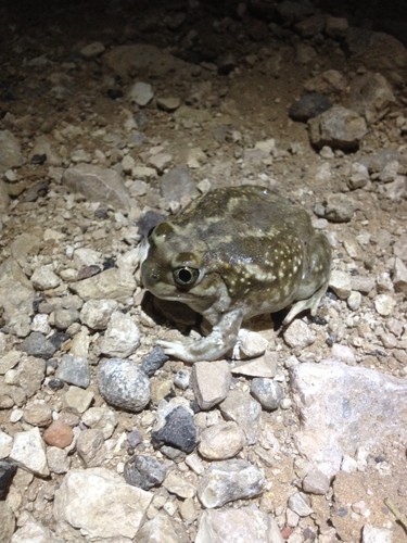 Western spadefoot toads (Spea)