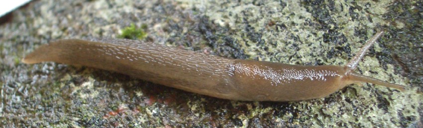 Banded garden slugs (Lehmannia)