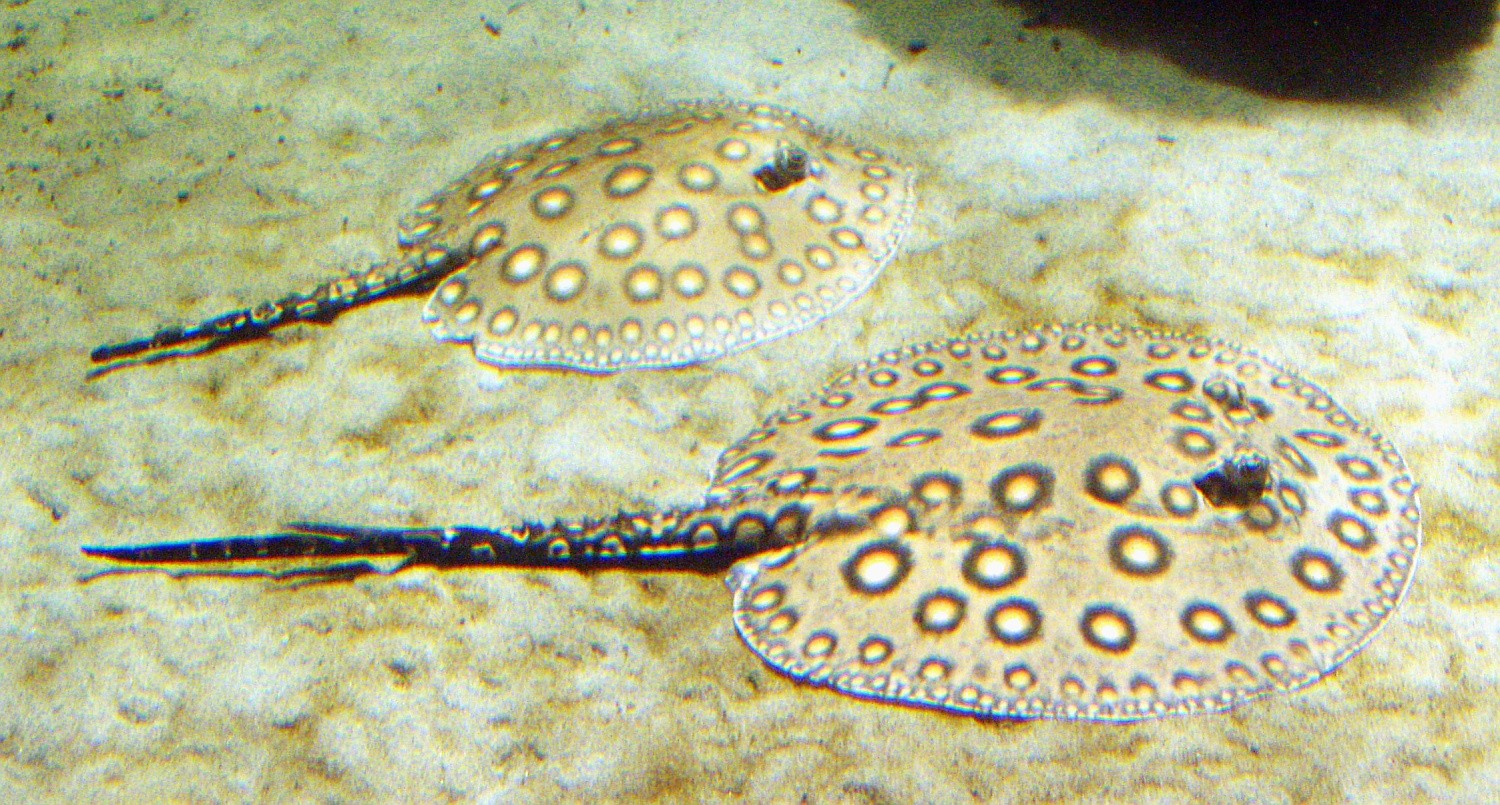 Ocellate river stingray (Potamotrygon motoro)