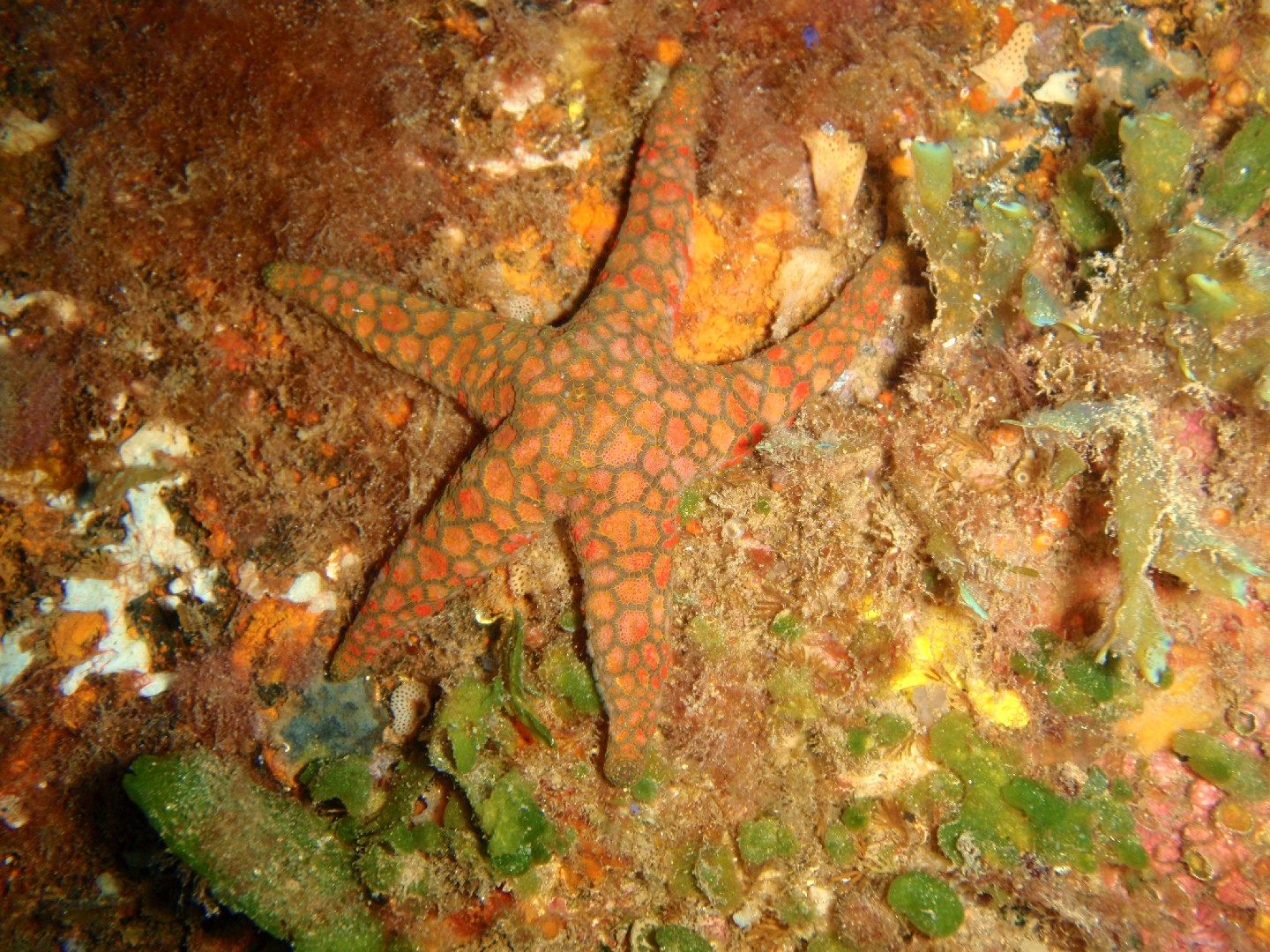 Mosaic sea star (Plectaster decanus)