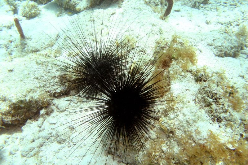 Atlantischer diademseeigel (Diadema antillarum)