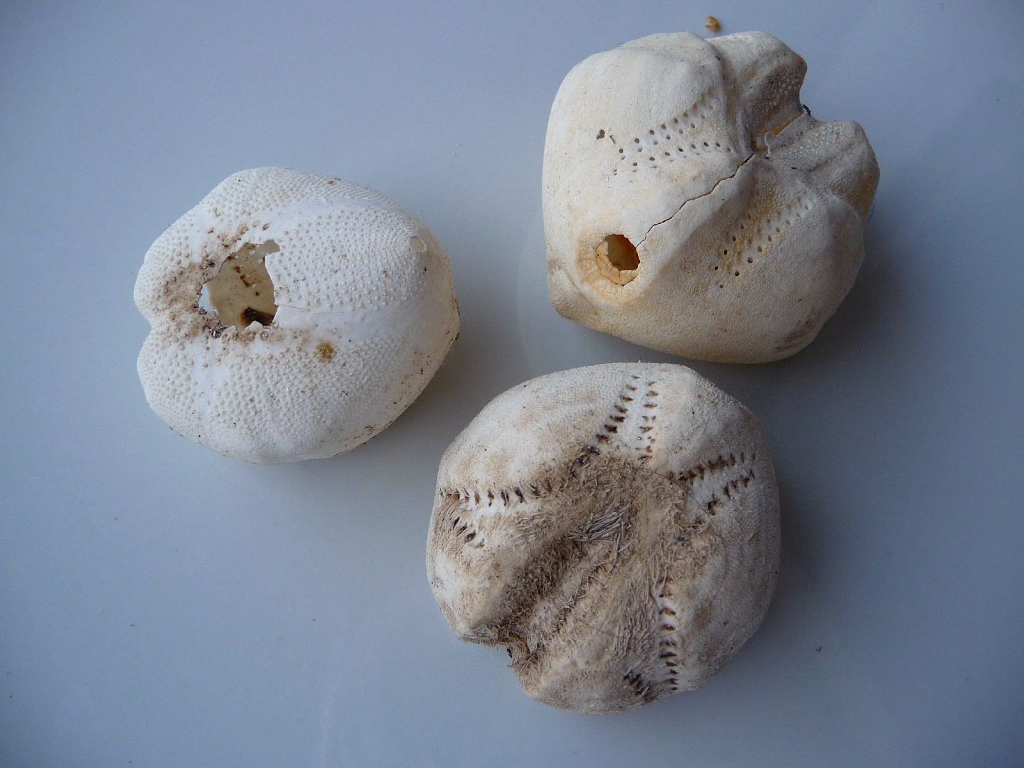 Heart urchins (Echinocardium)