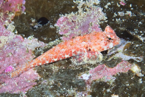 Synchiropus (Synchiropus)