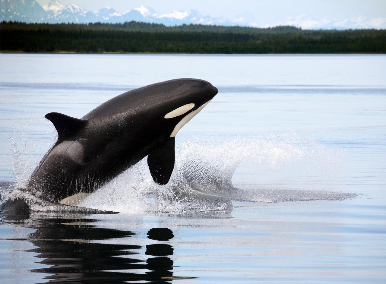 Killer whale (Orcinus orca)