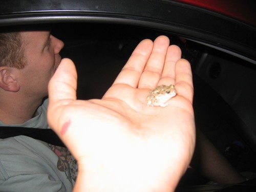 Western spadefoot (Spea hammondii)