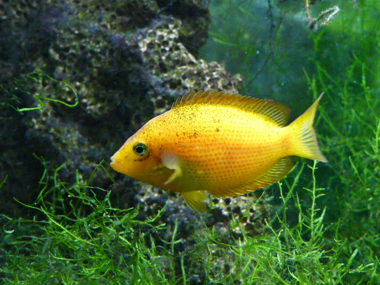 Pearlspot cichlids (Etroplus)