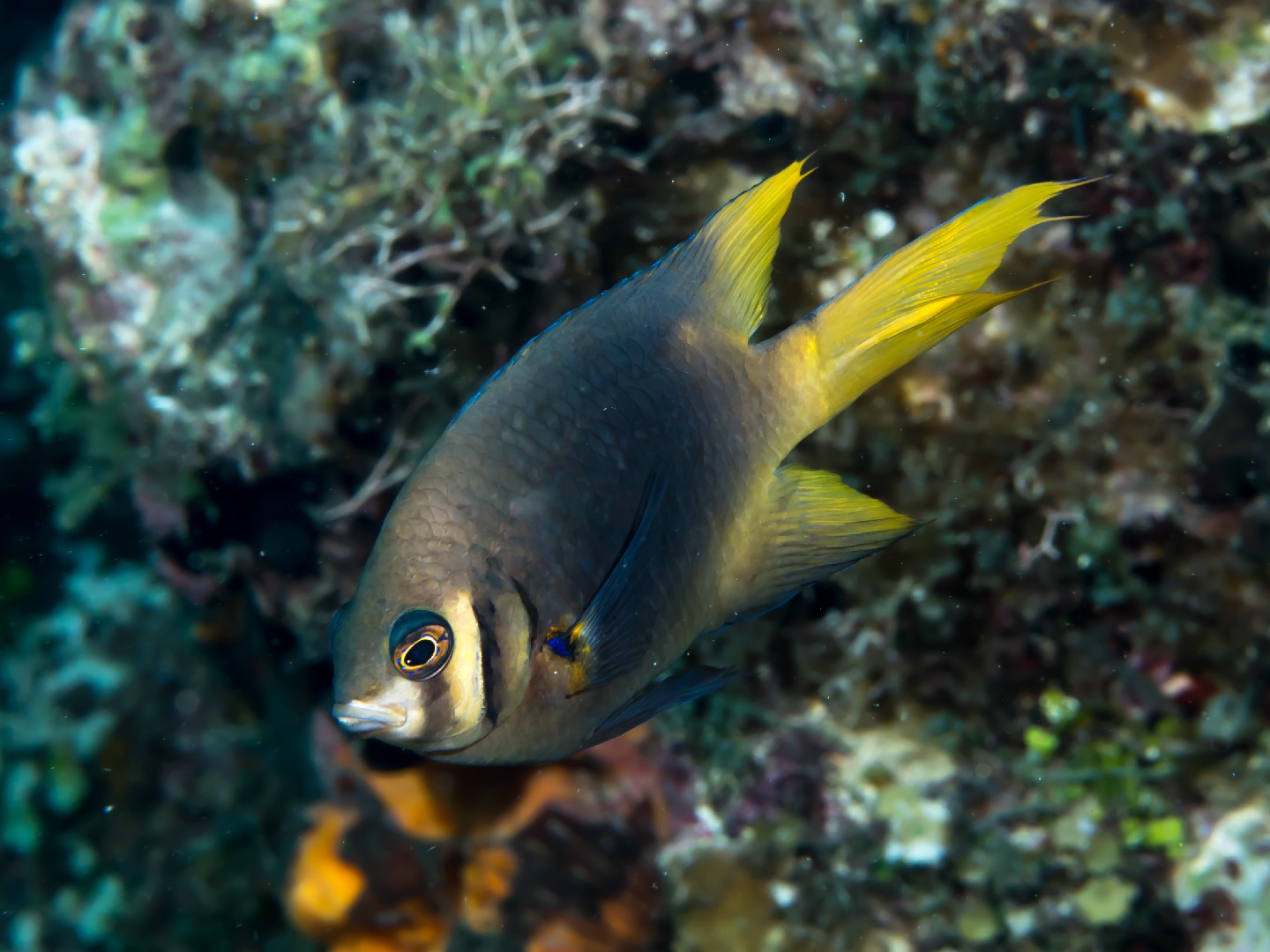 Gelbflossen-riffbarsch (Neoglyphidodon nigroris)