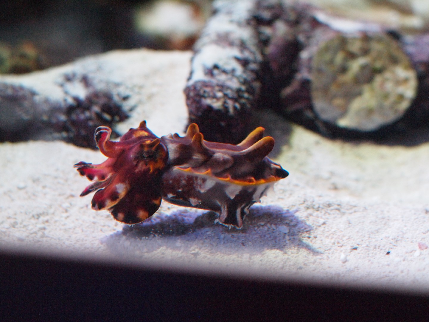 Flamboyant cuttlefish (Metasepia)