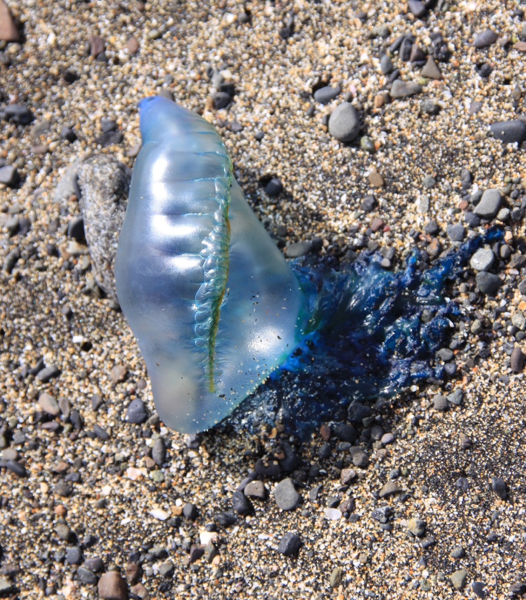 Portuguese man o' war (Physalia physalis)