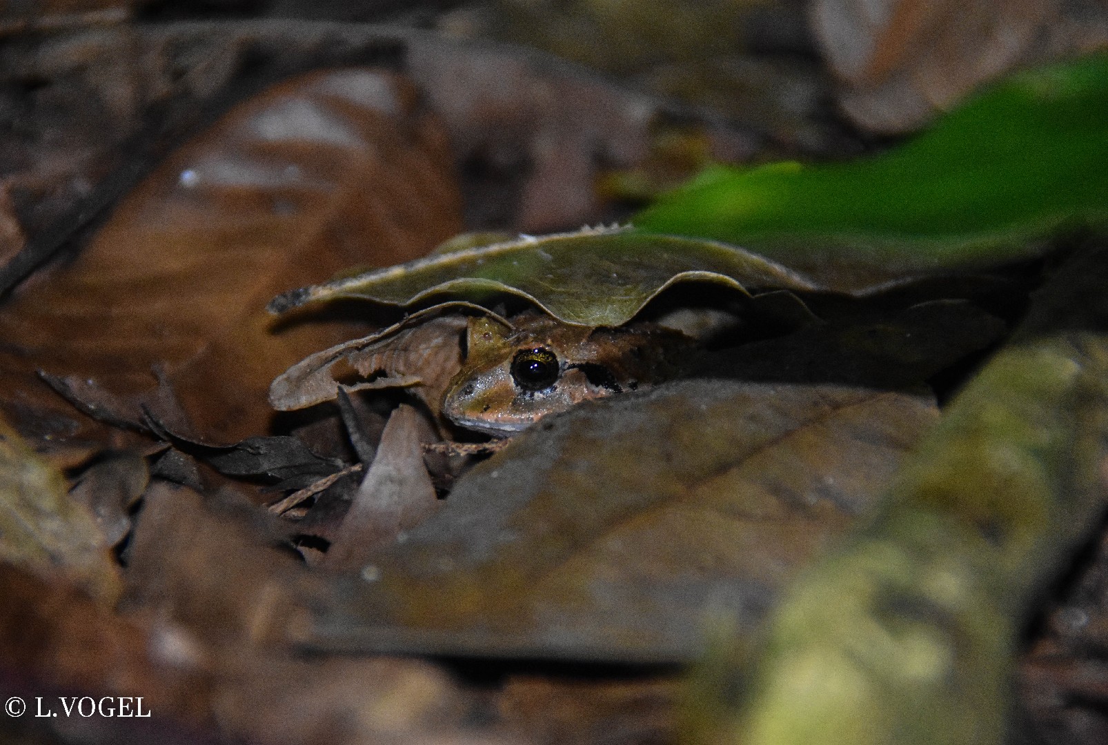 Craugastor megacephalus (Craugastor megacephalus)