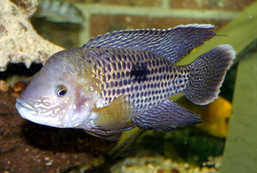 Andinoacara rivulatus (Andinoacara rivulatus)