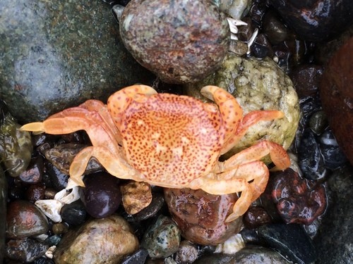 Purple shore crab (Hemigrapsus nudus)