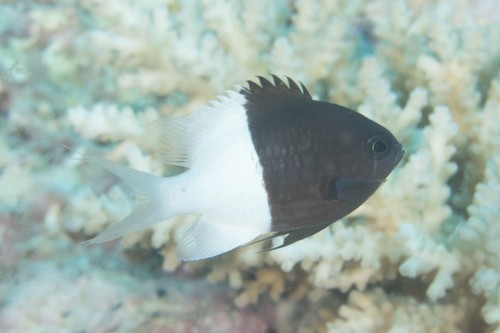 スズメダイ属 (Chromis)