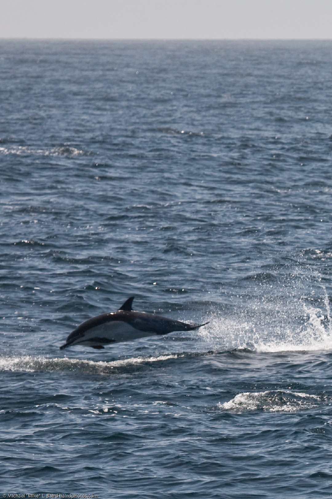 Short-beaked common dolphin (Delphinus delphis)