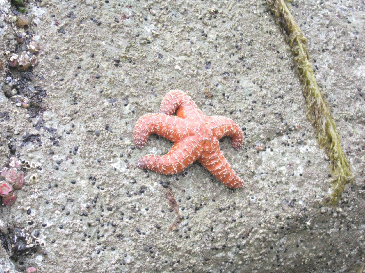 Estrella de mar ocre (Pisaster ochraceus)